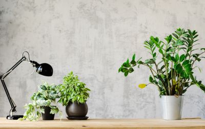 Wallpaper Installation in Denver, CO